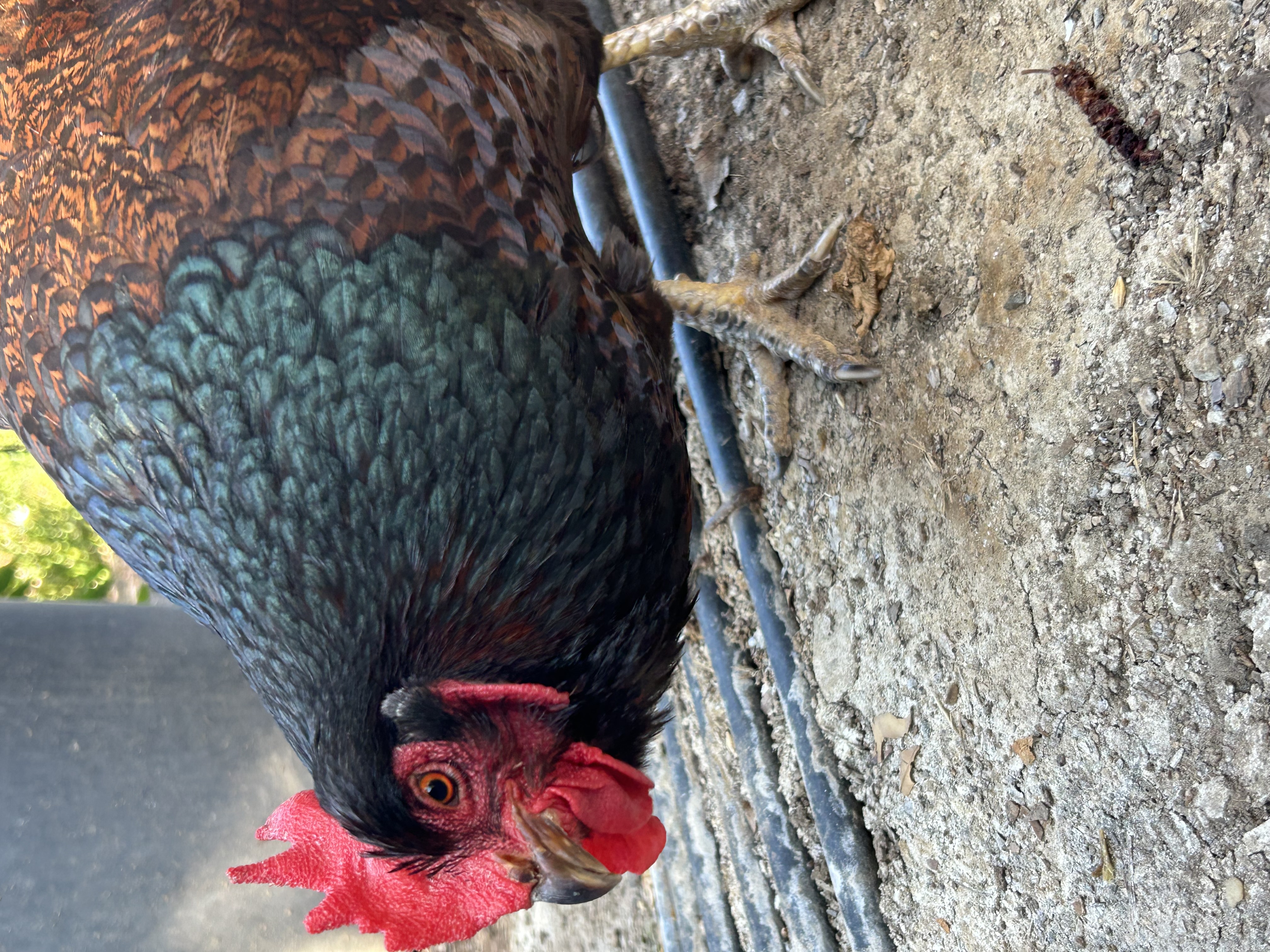 Chicken 1