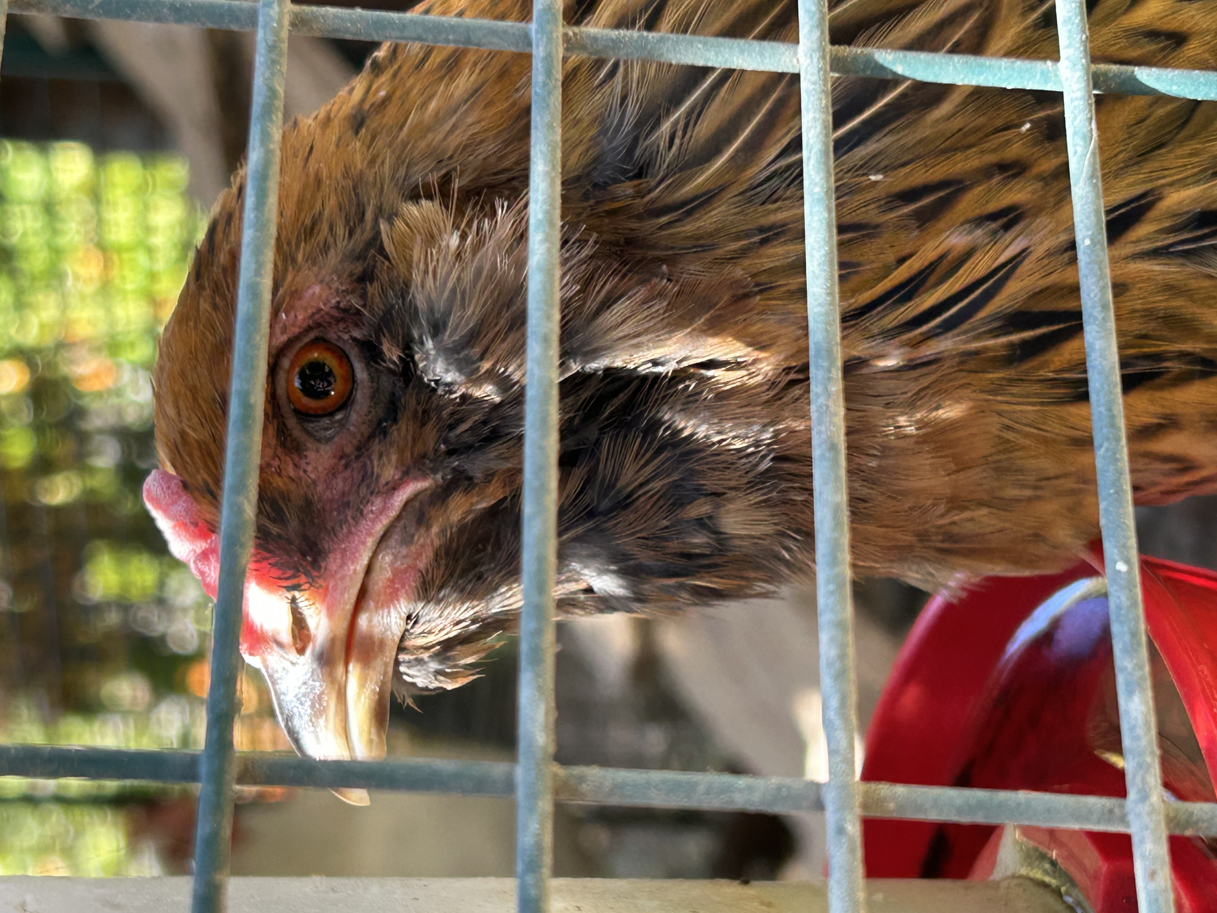Chicken 2