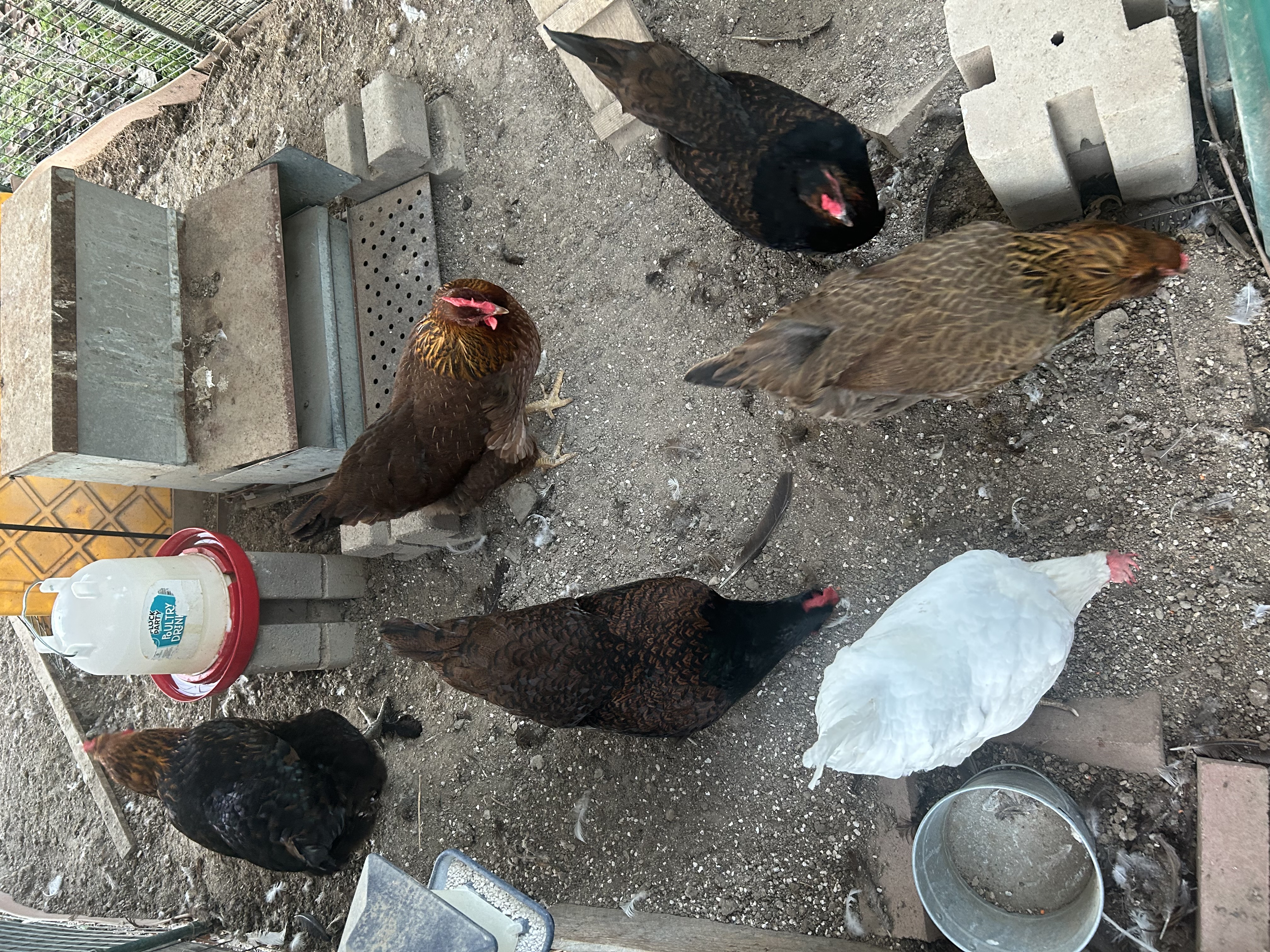 Chicken group